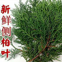 Fresh cypress leaves natural pine needles fir branches real flowers Christmas decoration materials shooting DIY handmade garlands