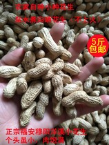 (Fuan small seed peanuts) Muyang Yangxi Farmhouse self-planted salt water boiled white dried light salted dry peanuts 5kg
