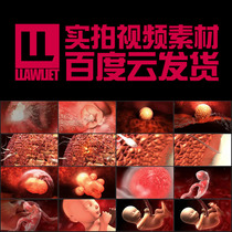 HD video footage new life fetal conception animation by J combined with popular science lens