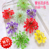 Snow pearl flower lace flower star flower face makeup flower specimen DIY handmade flower material DIY handmade flower glue nail dry flower