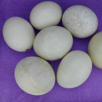 Ostrich eggshell defects Sharpie deformity dead embryo macula practice hand eggshell special treatment without cracks intact eggshell