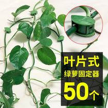 Green Luo holder Climbing wall artifact Green plant climbing clip incognito card does not hurt the wall hook Strong adhesion around the buckle