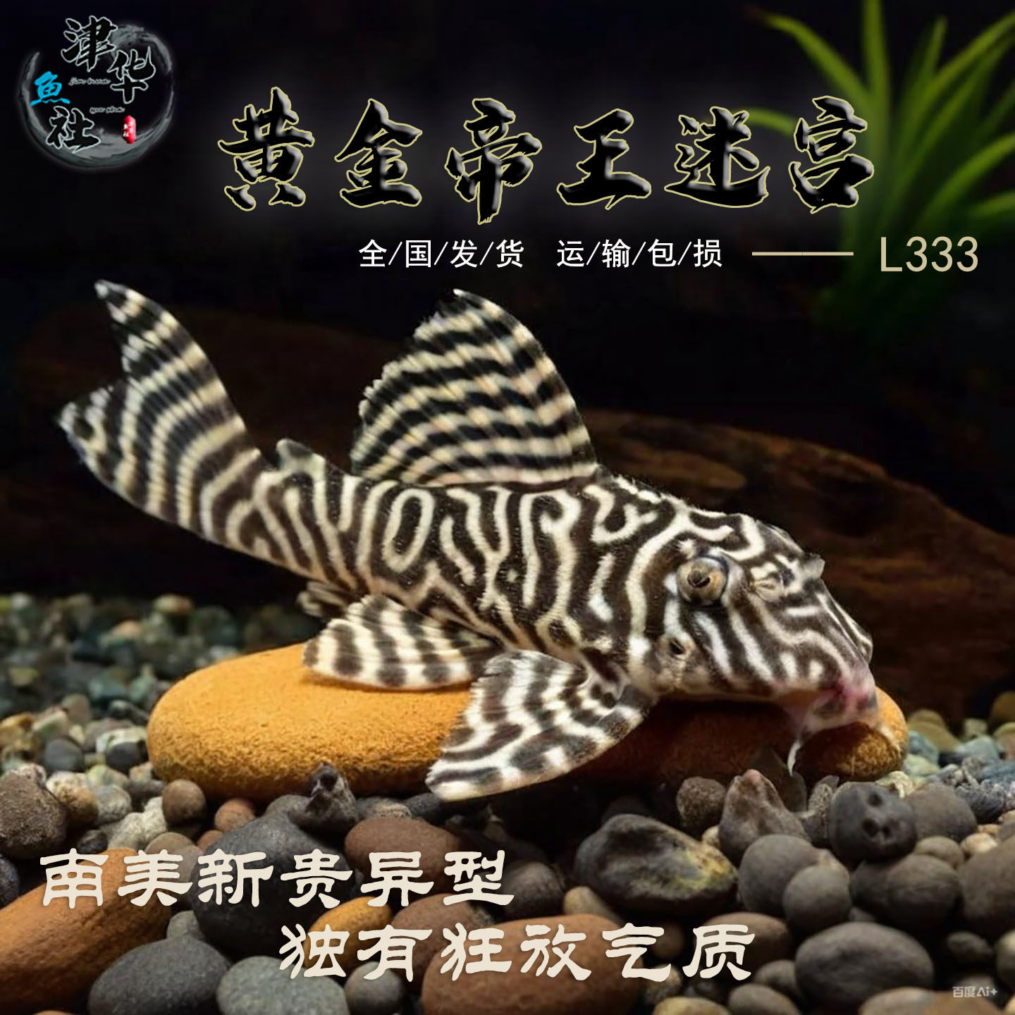 帝王迷宫异型鱼-帝王迷宫异型鱼促销价格、帝王迷宫异型鱼品牌- 淘宝