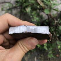 Bark of Eucommia was reported in the Chinese herbal medicine 500g Sichuan