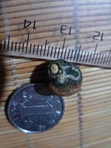 Nine-eyed shale stone eyes Stone gold stone beads