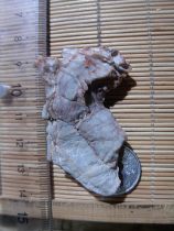 Pure natural Alxa Gobi wind Stone original stone pictographic stone shape landscape stone fish tank Stone