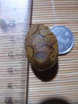 Nine-eyed shale stone eyes Stone gold stone beads