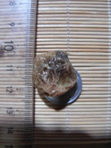 Gobi Meridian agate Meridian gangue raw stone Gobi Meridian agate raw stone