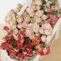 Cecilia multi-head rose dried flowers air-dried real flowers retro living room office desktop decoration flower arrangement
