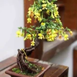 Материал Bonsai's Bonsai's Bonsai Jinshi Золотая кожа Золотая время цветок