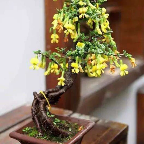 Материал Bonsai's Bonsai's Bonsai Jinshi Золотая кожа Золотая время цветок