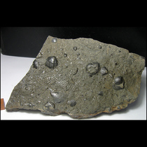 Fossil AF3302L3 pane Brachiopod fossil (16 cm492g)