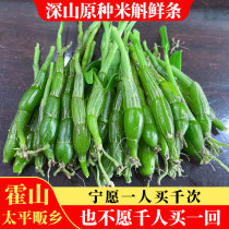 Authentic rice dendrobium fresh strips Wild Huoshan dendrobium fresh strips 50 grams of dendrobium is far better than Dendrobium maple bucket