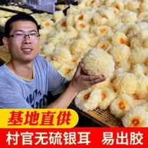 Tremella dry goods 250g farm fresh Tremella white fungus non-ugly ear ancient field local specialty soft glutinous lotus seed soup
