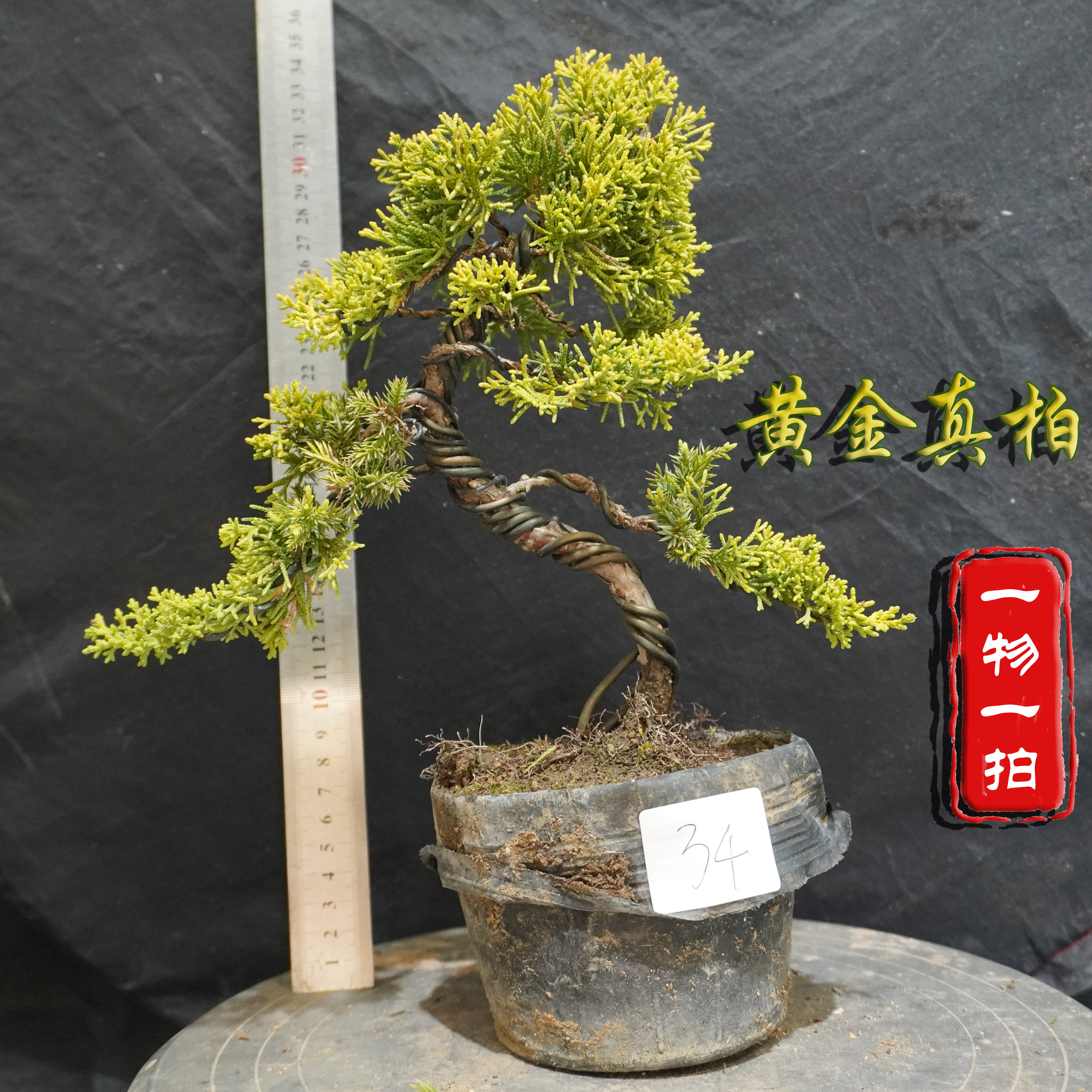 黄金真柏-黄金真柏促销价格、黄金真柏品牌- 淘宝