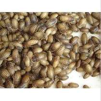 Dubiya reptile feed reptile pet food mane lion ration bulk seedlings about 2cm