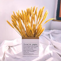 Opening barley golden wheat ear dried flower Net red creative window furnishings pastoral decoration housewarming gift National Day