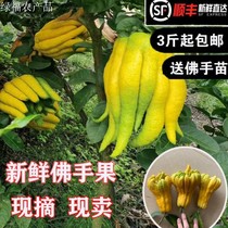 Fresh Bergamot Bergamot fist fruit Bergamot fresh fruit is now picked for consumption for Buddha Qing for viewing 3 kg