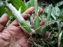 Guizhou agricultural products herbal medicine see blood green raw goods 500g Chinese medicinal materials see serum whole plant standing good sheep ear garlic
