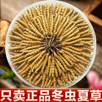 (First period) Cordyceps sinensis flagship store fresh Cordyceps grass tea broken grass 10 grams gift box