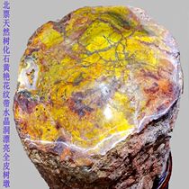 Beipio strange stone ornamental stone fossil tree tree fossil rare yellow flower belt Crystal Cave beautiful tree Pier 1772