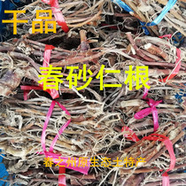 Amomum root Yangchun Panlong Chunchun Amomum root dry products Guangdong Yangjiang soup material Amomum head Sha Ren root dry