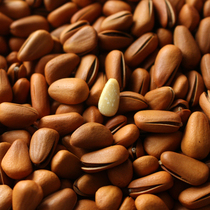 New northeast red pine nuts 500g original hand peeled red pine nuts fried goods dried fruit snacks