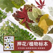 Real leaf plant specimens kindergarten handmade stickers dry flower embossed DIY photo sticker face decoration dry flower makeup