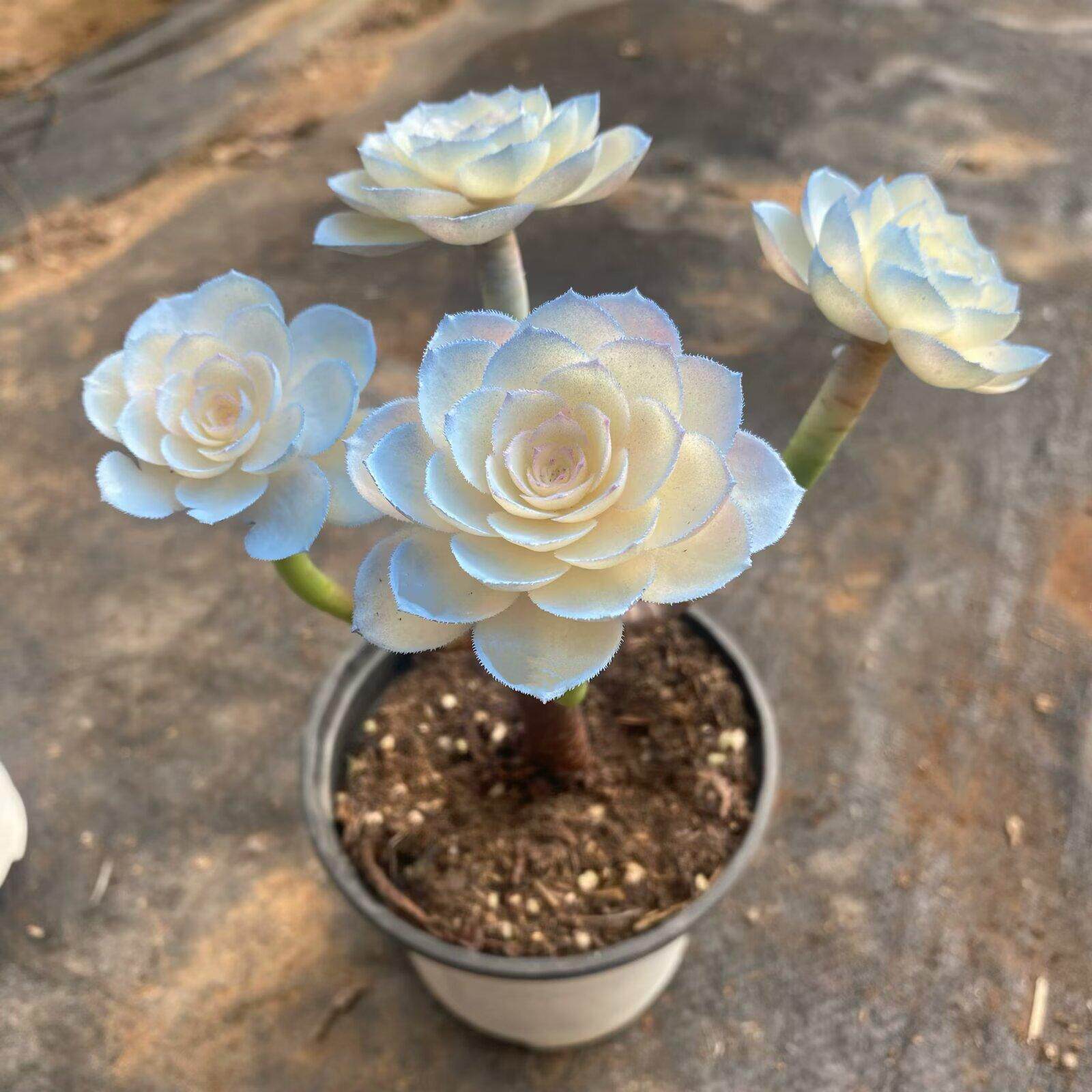 法师多肉植物老桩-法师多肉植物老桩促销价格、法师多肉植物老桩品牌- 淘宝