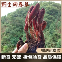 New goods rejuvenating grass 500g Dingtianzhu grass Cistanche hard grass Male tonic wine brewing medicinal material evergreen grass