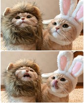  Pet cat dog headdress Cute rabbit ear hat headgear transformation muppet beautiful short cute photo photo