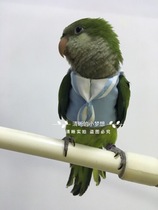 Small medium-sized pet bird parrot clothes flying suit half-length small Navy
