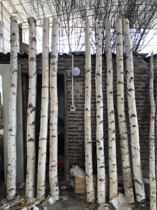  Natural white birch decorative tree pole White birch dry birch log section branch branches dead tree decorative window partition