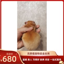 (Snow Bei Xiangnan) face pattern honey bear home rare hair color long hair short hair golden silk bear Golden Mouse Xi Shi Xiong bear