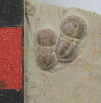 Trilobite fossil * ball connector worm 53 two insects