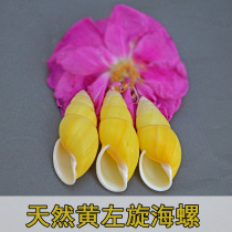 Natural shell conch small yellow left-handed Buddhism left and right spiral snail wedding ornaments set-up specimen collection props