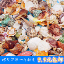 Kindergarten Ring Chuang Natural Shell Conch Landscape Snail Fish Tank Landscape Decoration District Corner Dress Material Painting