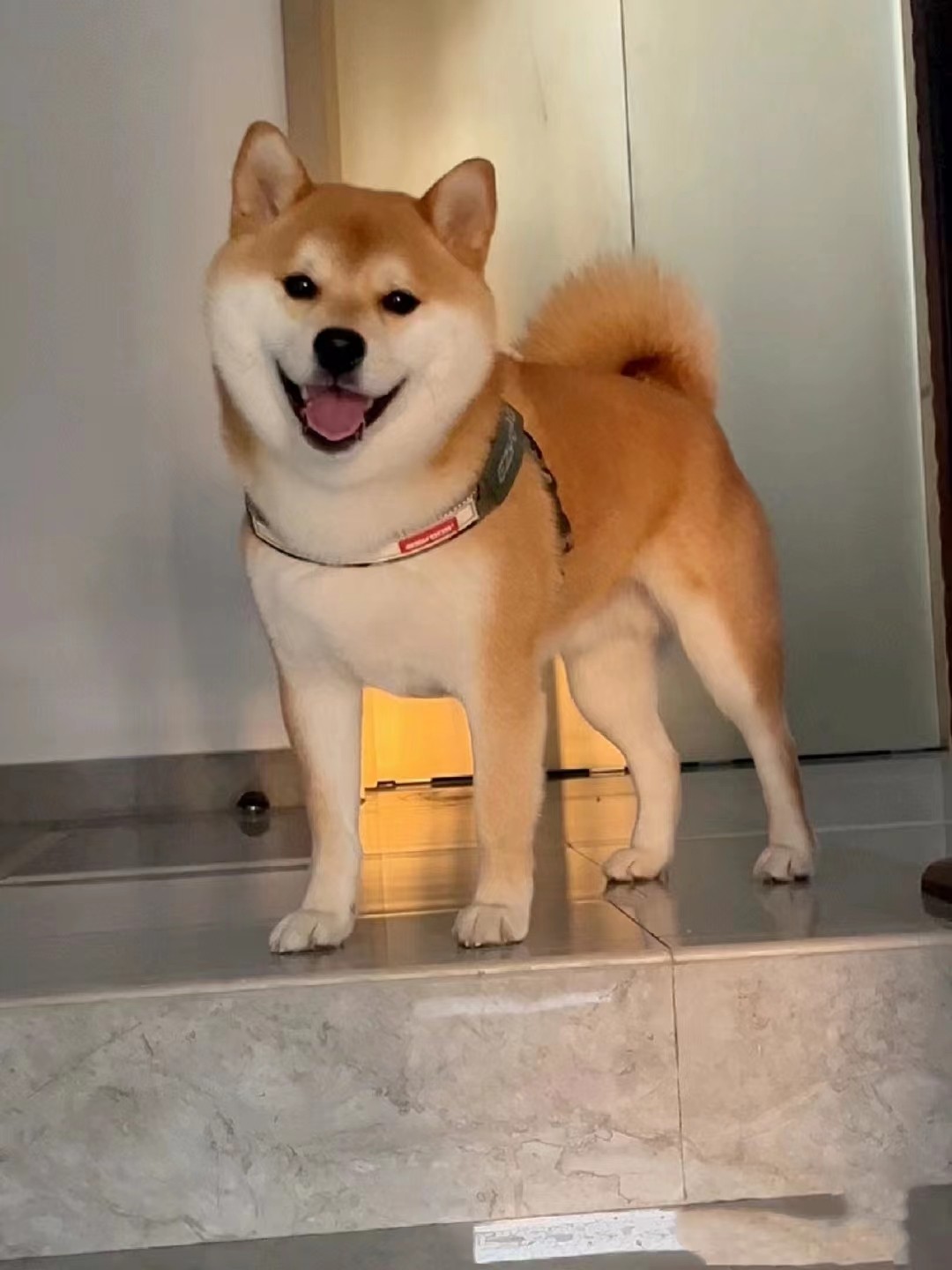 遇见心动之选，日本豆柴犬💖 家庭必备宠物🐾-宠物-淘宝好物网