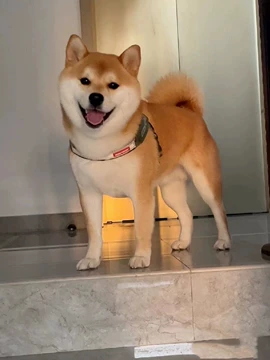 店内商品がすべてレジにて半額！！ 豆柴犬-豆柴犬促销价格、豆柴犬品牌- 淘宝 生き物