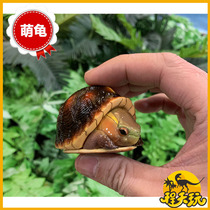 Animal Planet xin kuan ti pang series Buddha snapping huang yuan gui mo gui da tou gui tortue alligator hand limited genuine
