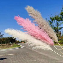 Net red Reed dried flower living room floor ornaments wedding arrangement shooting props high-end super large eternal Reed bouquet
