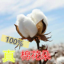 Cotton flower real cotton with shell seed marriage and childbirth interior decoration dry cotton head fake one pay ten