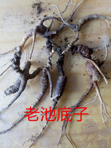 Sun Da Da Linxia 30-year-old pool base wild ginseng fresh stewed chicken soaked wine Laoshan ginseng rust ginseng 30g pieces