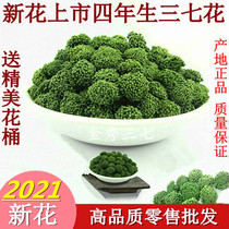 Panax notoginseng flower Yunnan Wenshan special four-year birth Tianqi flower tea 2021 New 37 flowers 500g wild mountain seven head