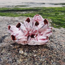 Natural Coral Sea Stone Flowers Purple Vine Pot Sea Trays Caravan shelter from fish tank Aquariums View Sea Snail Shells