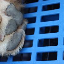 Dog cushion plastic pad cat cage dog cage foot pad pet pad bottom net leakage board mesh breeding board