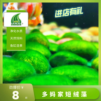 Introduction of short-chilling algae introduction spores green green carpet algae source algae cycz shrimp fish and shrimp tanks beautification and landscaping