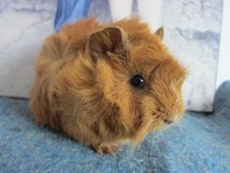 Guinea Pig From The Best Shopping Agent Yoycart Com