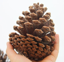 Home picking natural big pine fruit dried flower ornaments Christmas decoration retro window arrangement DIY dried flower material
