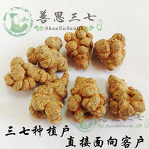 shan en Panax notoginseng in Yunnan Wenshan Panax notoginseng san qi tou notoginseng 30 head 250 grams growers direct